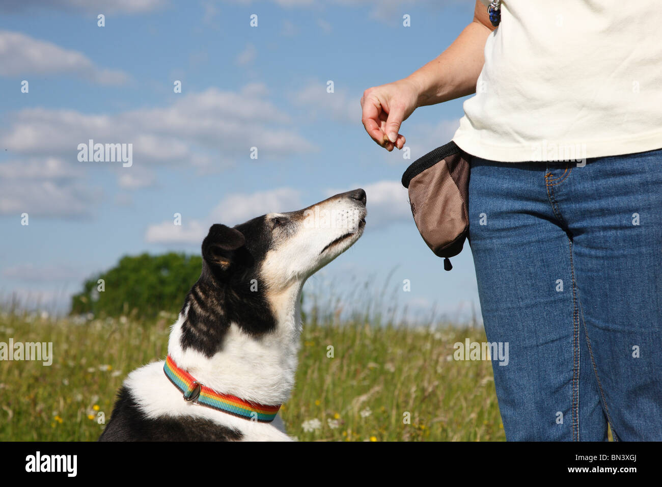 Short-haired Collie (Canis lupus f. familiaris), female waiting for her , Germany Stock Photo
