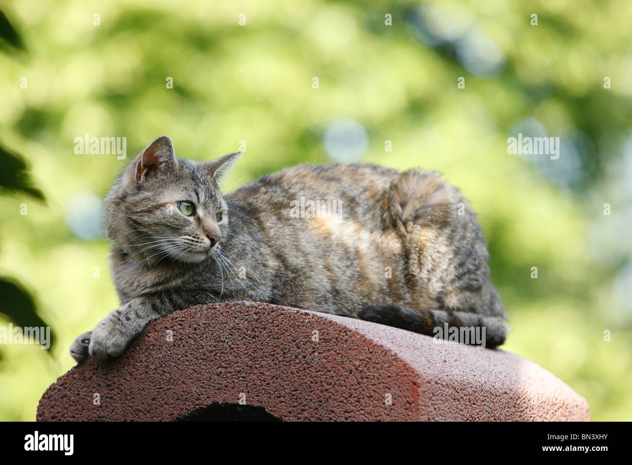 domestic cat, house cat, European Shorthair (Felis silvestris f. catus), lying on chimney of a garden fireplace, Germany Stock Photo