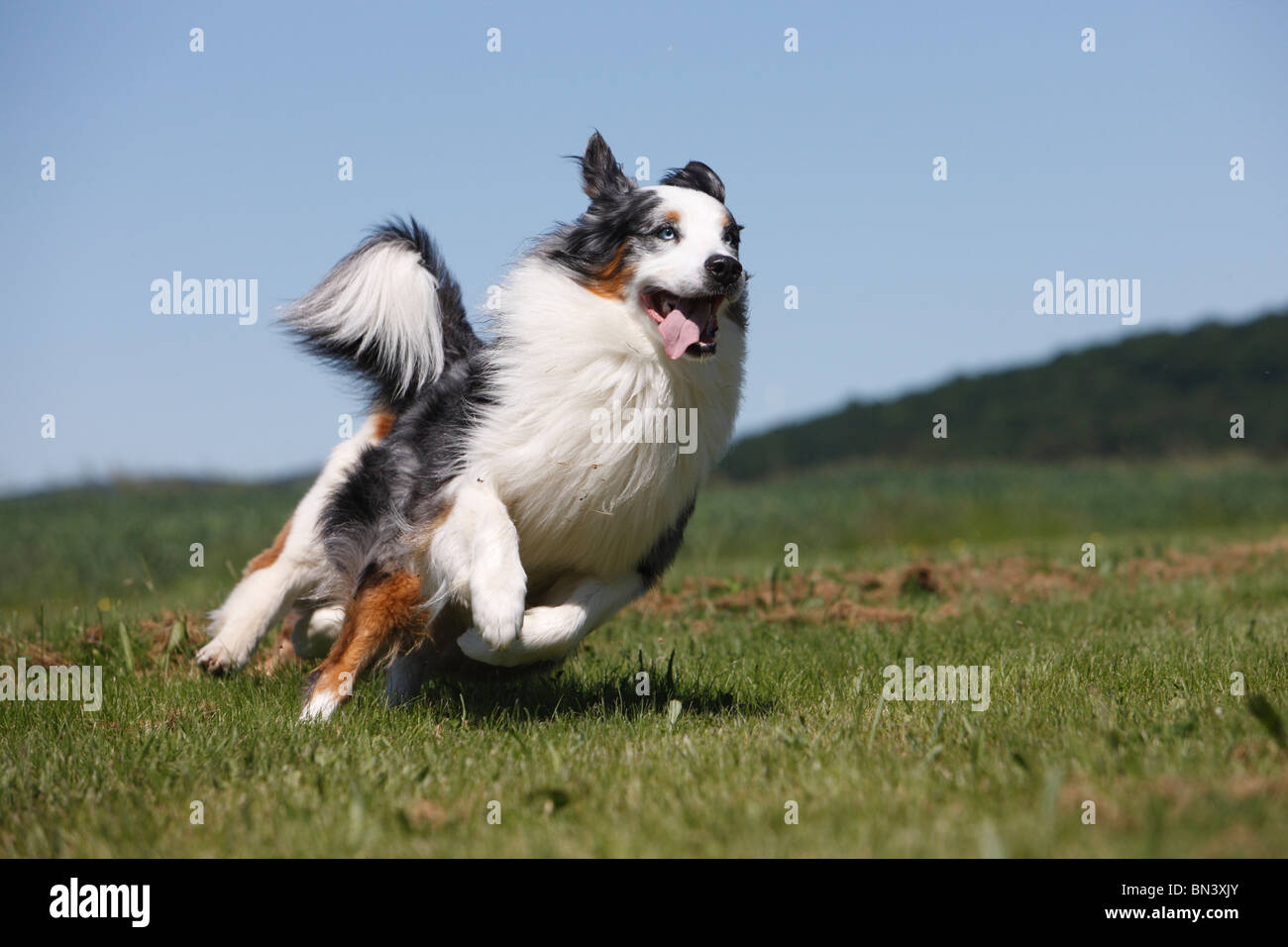 Australian Shepherd (Canis lupus f. familiaris), male running over a meadow, Germany Stock Photo