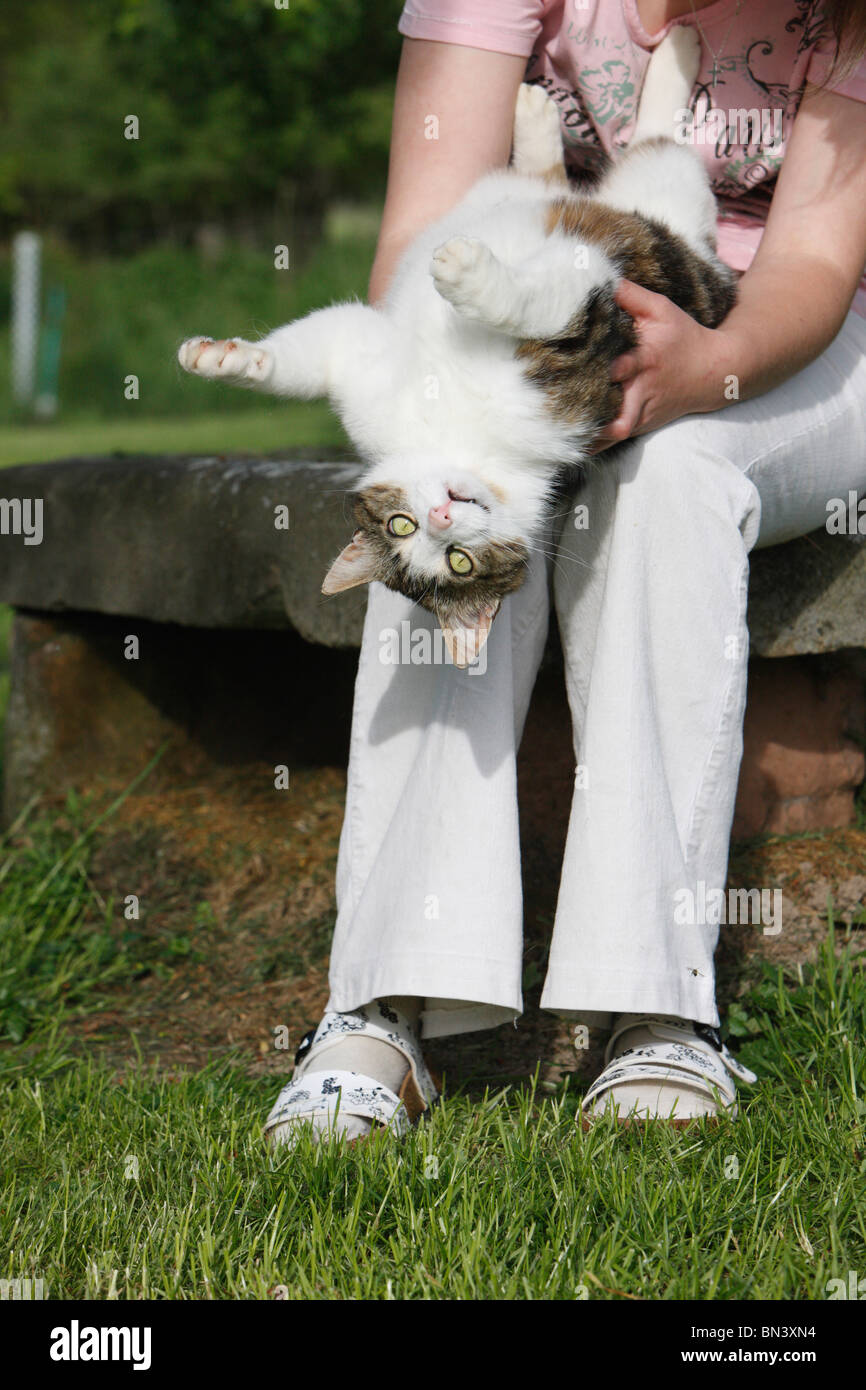 domestic cat, house cat, European Shorthair (Felis silvestris f. catus), woman playing with her cat, Germany Stock Photo