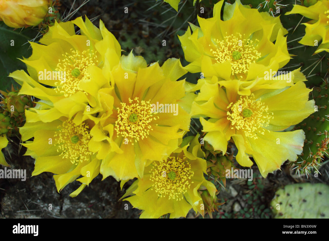Yellow opuntia cactus flowers close up Stock Photo Alamy
