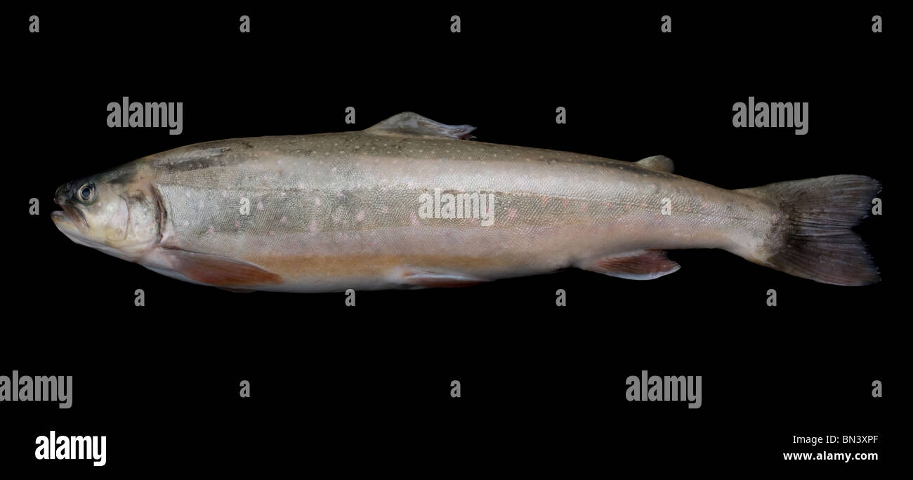 Arctic char or Arctic charr fish (Salvelinus alpinus) native to Arctic, sub-Arctic and alpine lakes and coastal waters Stock Photo