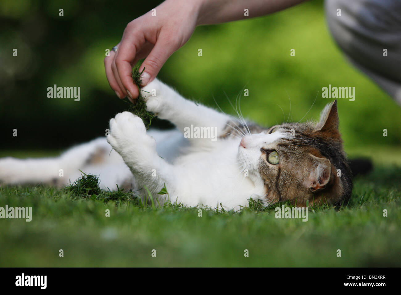 domestic cat, house cat, European Shorthair (Felis silvestris f. catus), tomcat lying in the grass, a woman playing with it wit Stock Photo