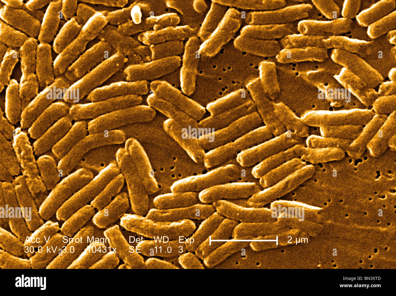 High magnification of 10431X,  scanning electron micrograph (SEM) of a colony of Gram-negative bacilli Stock Photo
