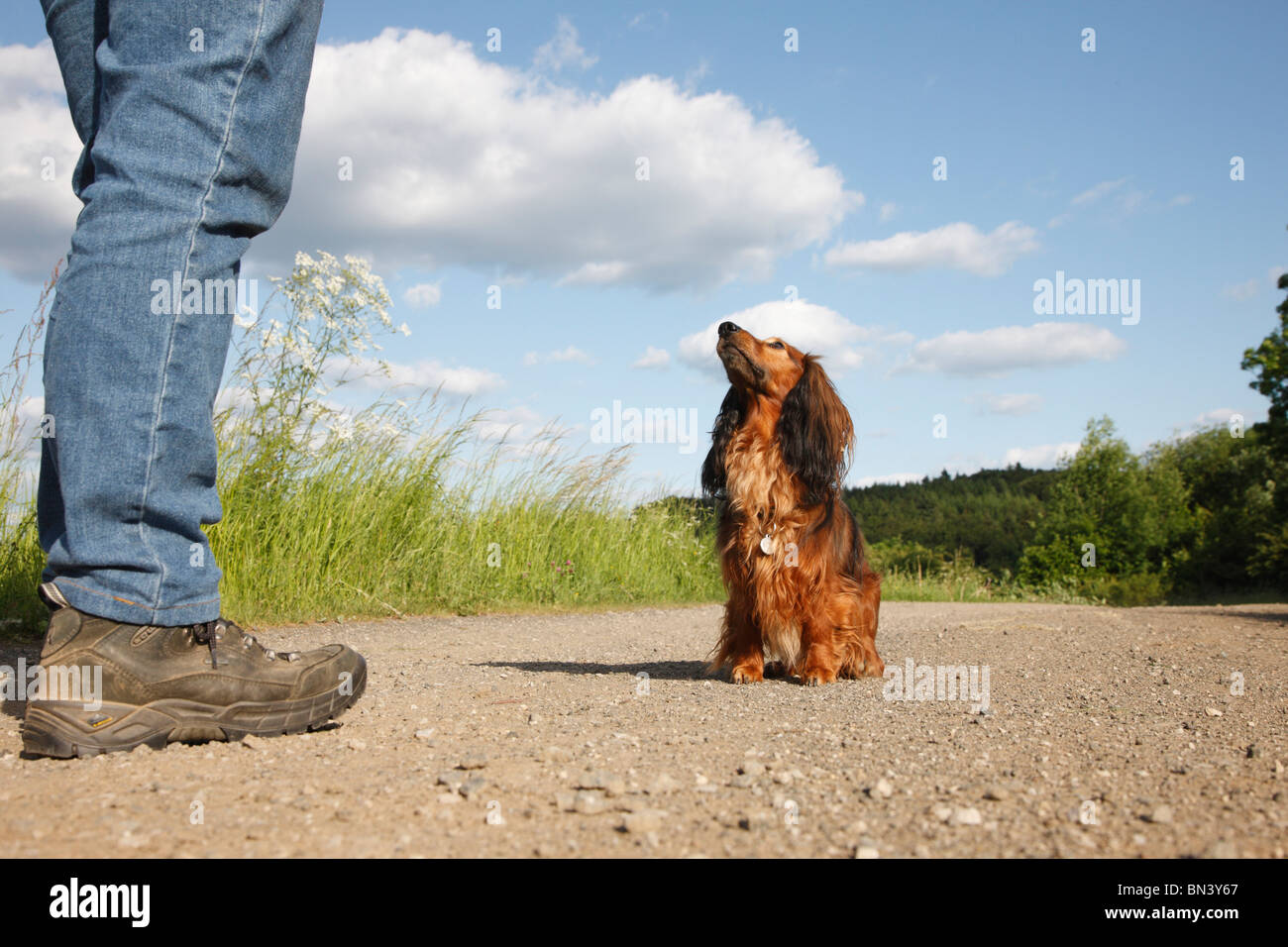 Long-haired Dachshund, Long-haired sausage dog, domestic dog (Canis lupus f. familiaris), walking on a fieldpath looking up to Stock Photo