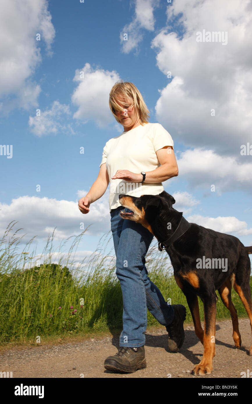mixed breed dog (Canis lupus f. familiaris), woman training the order Heel with a Dobermann-mix, Germany Stock Photo