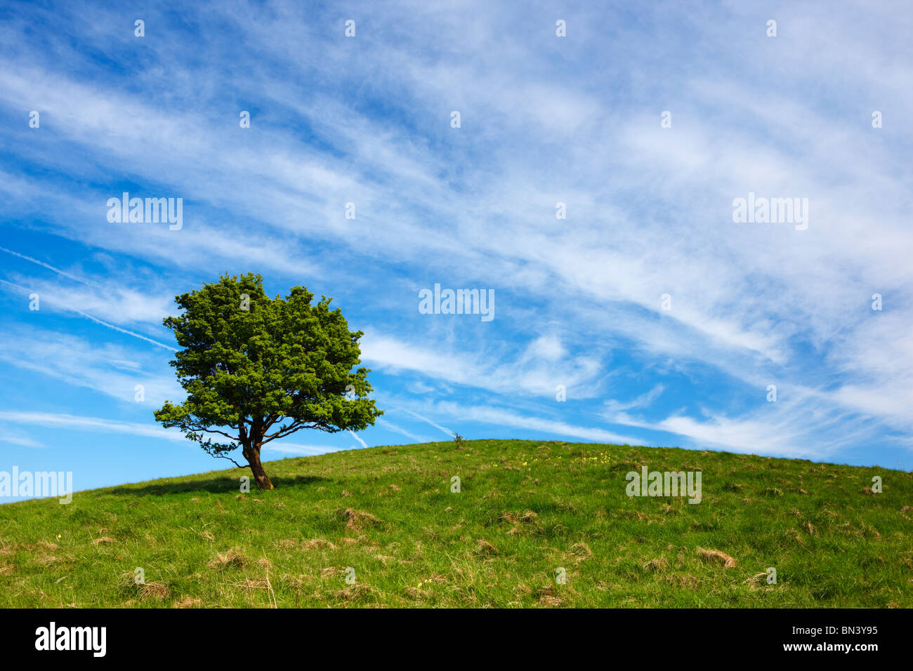 Lone tree on a hilltop in the Buckinghamshire countryside Stock Photo