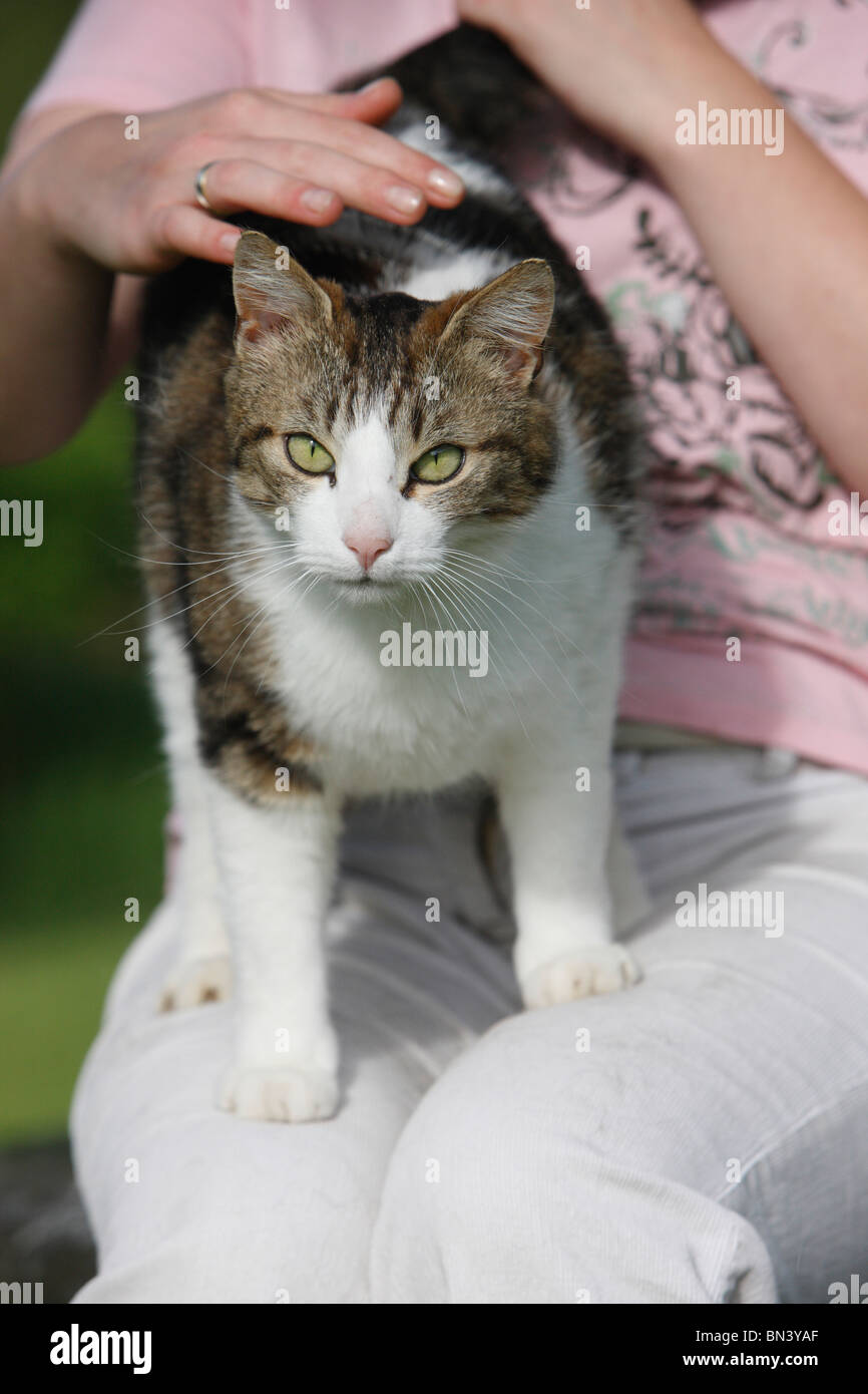 domestic cat, house cat, European Shorthair (Felis silvestris f. catus), woman with a cat on her lap, Germany Stock Photo