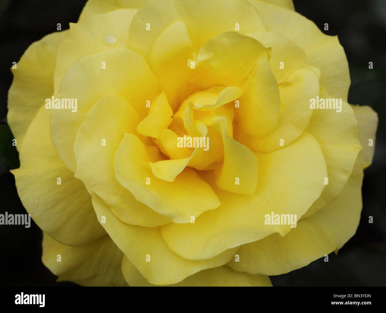 Yellow rose close up Rosa Stock Photo