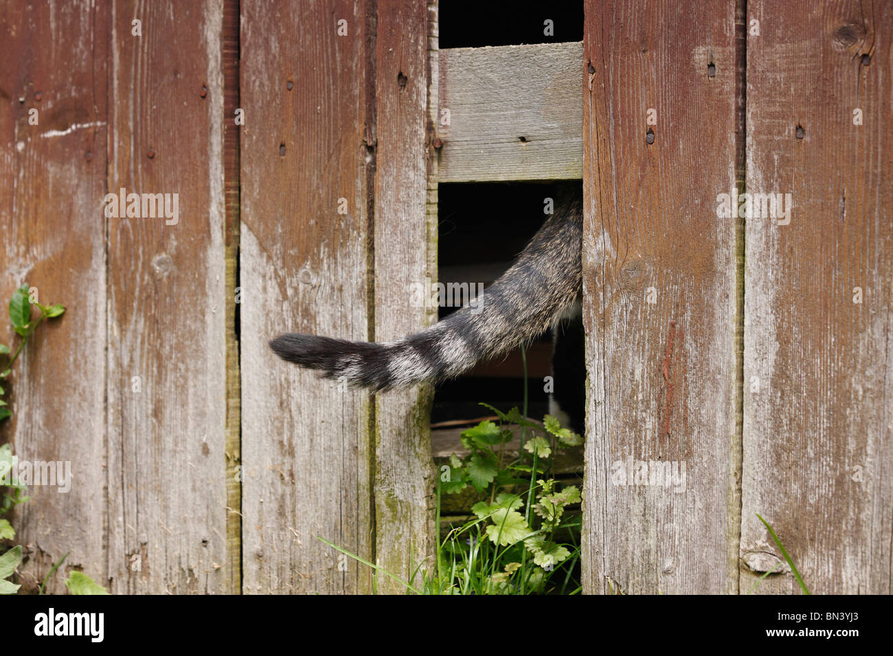 domestic cat, house cat (Felis silvestris f. catus), tail of a grey striped cat looking out of a gap in the timber wall of a su Stock Photo