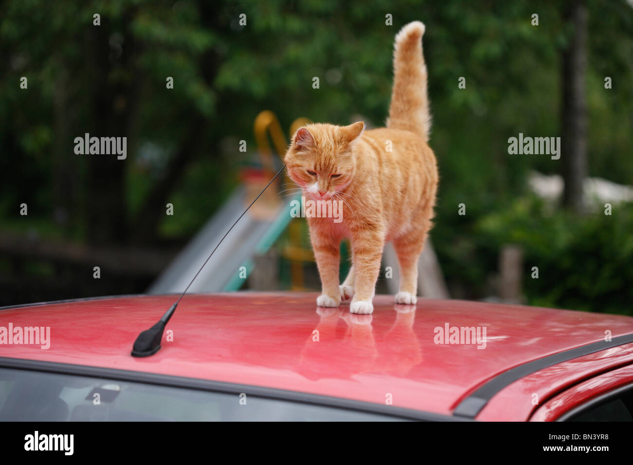 domestic cat, house cat, European Shorthair (Felis silvestris f. catus), red tomcat on a car roof scratching at the antenna, Ge Stock Photo