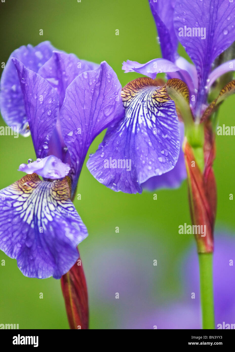 Irises in an English country garden Stock Photo Alamy