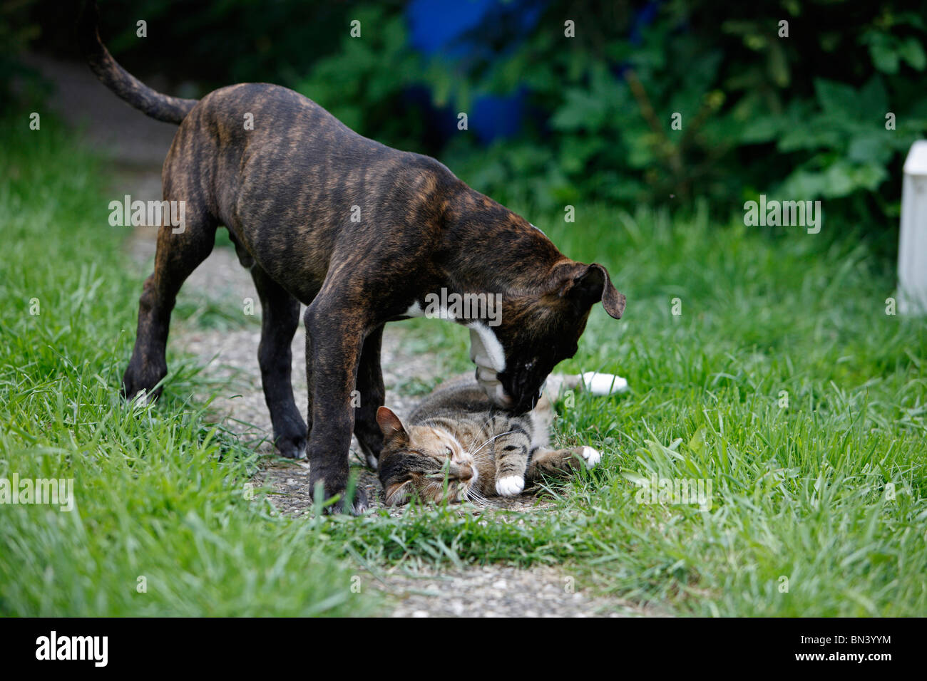 Continental Bulldog (Canis lupus f. familiaris), puppy playing with a cat, Germany Stock Photo