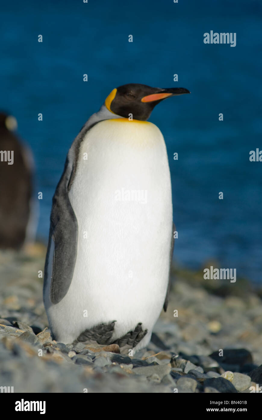 A King Penguin, Aptenodytes patagonicus, South Georgia Stock Photo