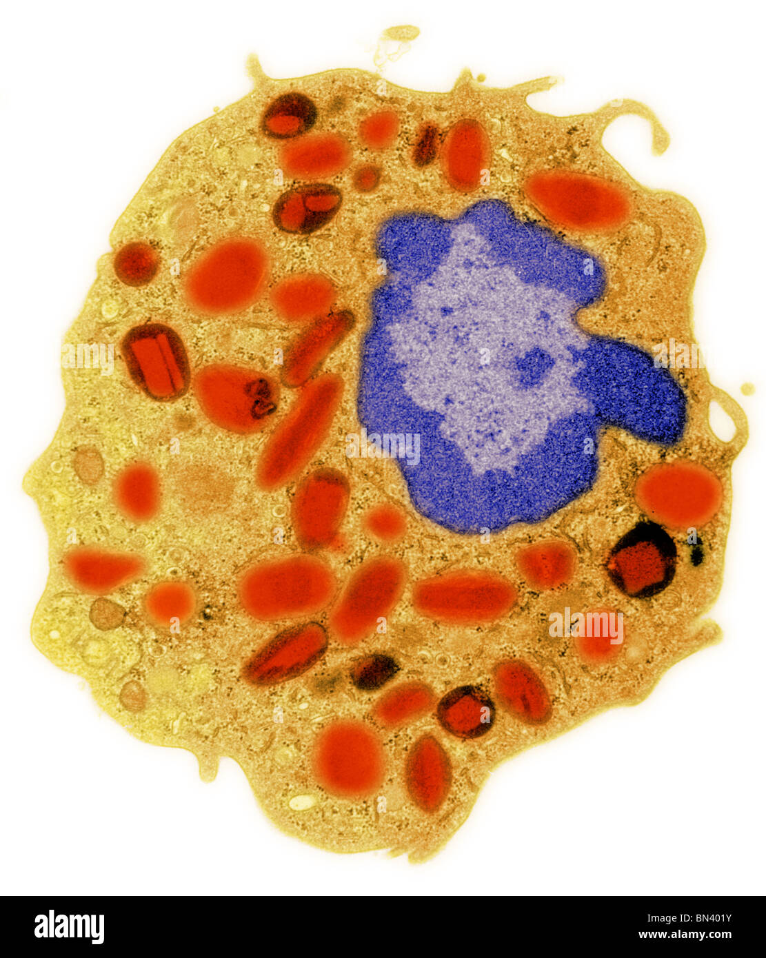 Transmission electron microscope (TEM) image of a human eosinophil. Stock Photo