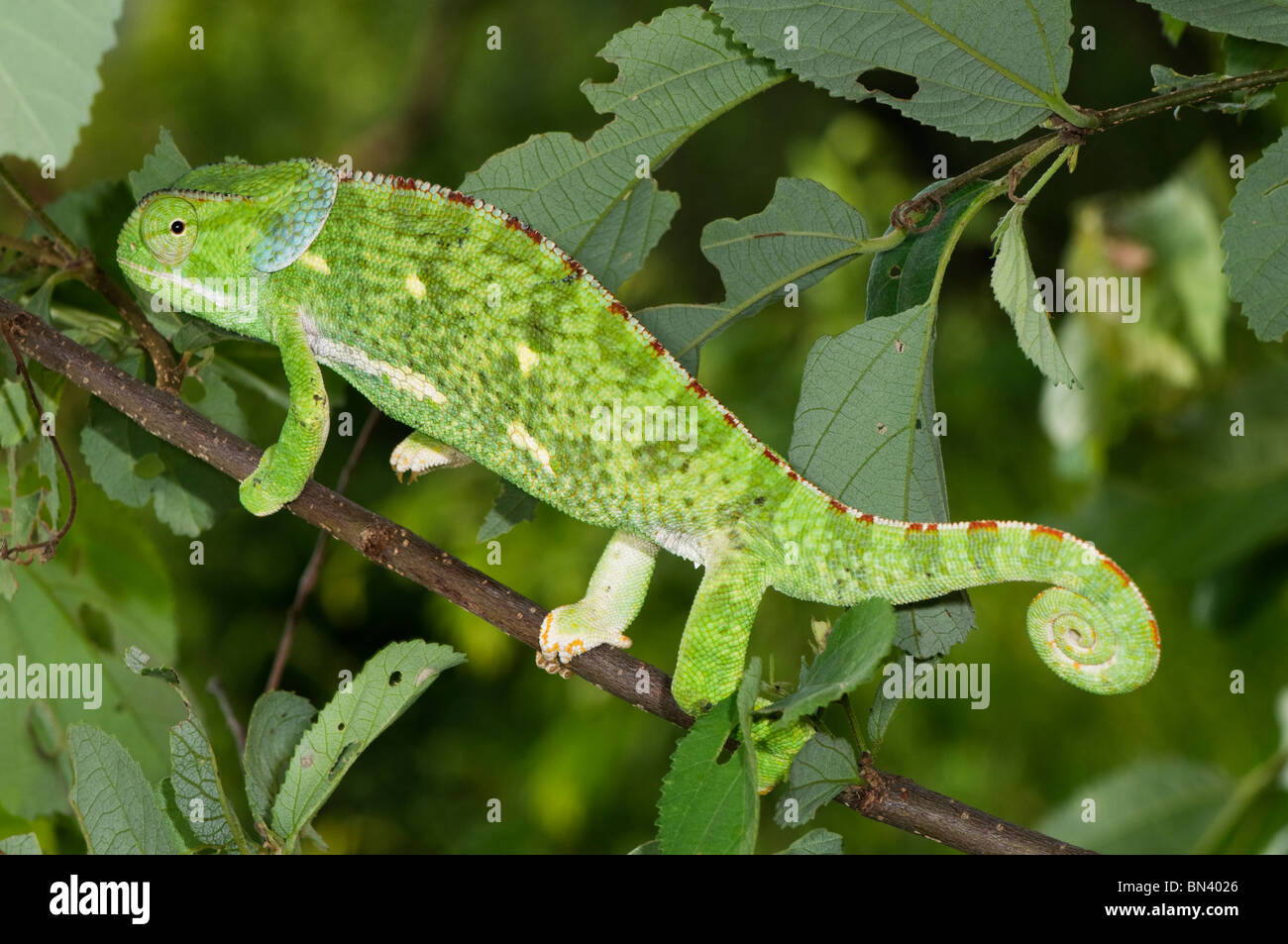 Close up of Flap-necked Chameleon, Chameleo delepis Stock Photo