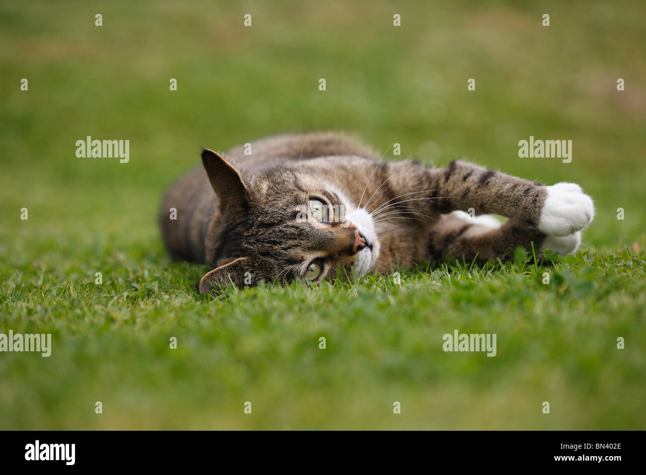 domestic cat, house cat (Felis silvestris f. catus), 8 year old male lying on a lawn on the side, Germany Stock Photo