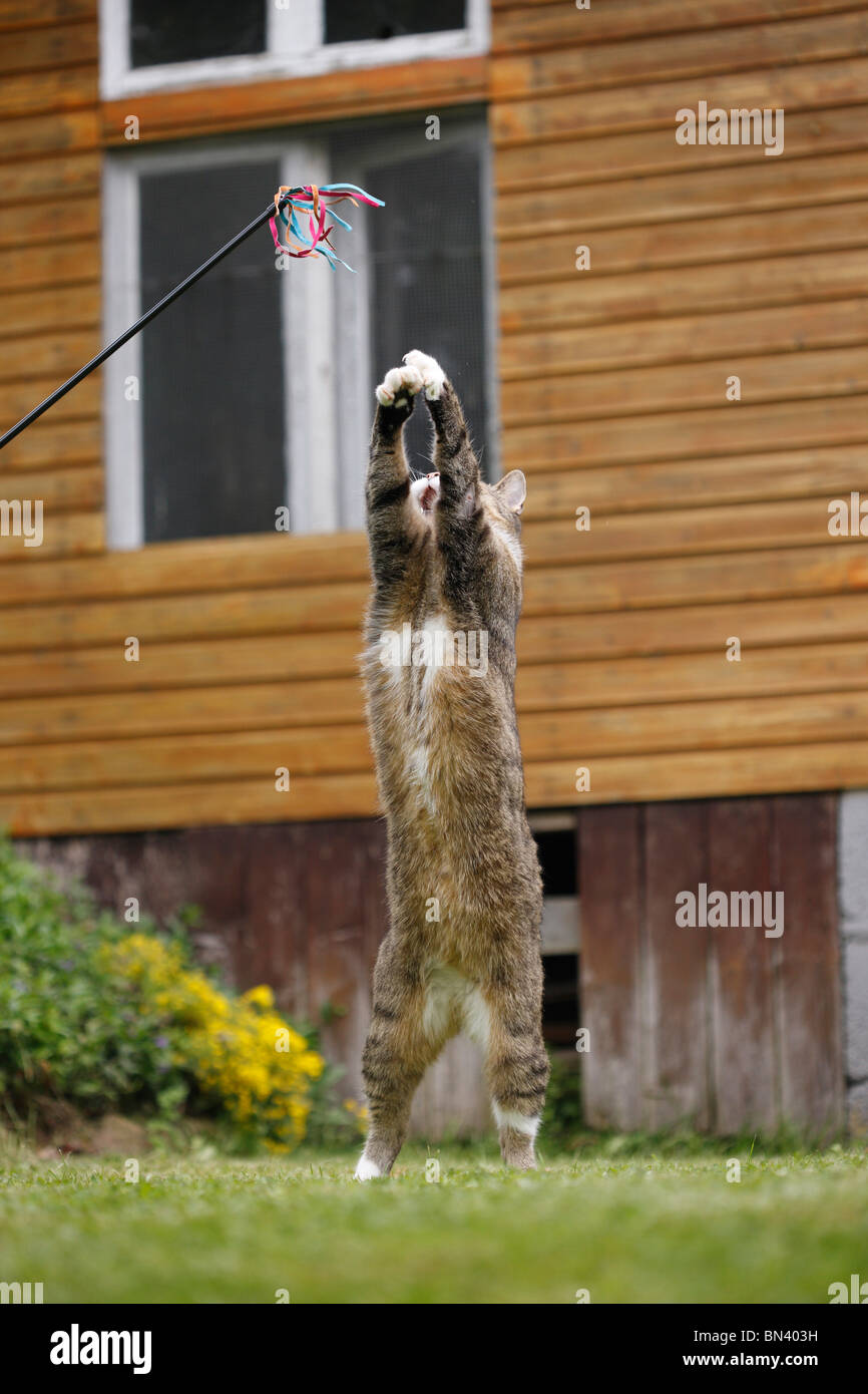 domestic cat, house cat (Felis silvestris f. catus), 8 years old male in the garden jumping for cat toy, Germany Stock Photo