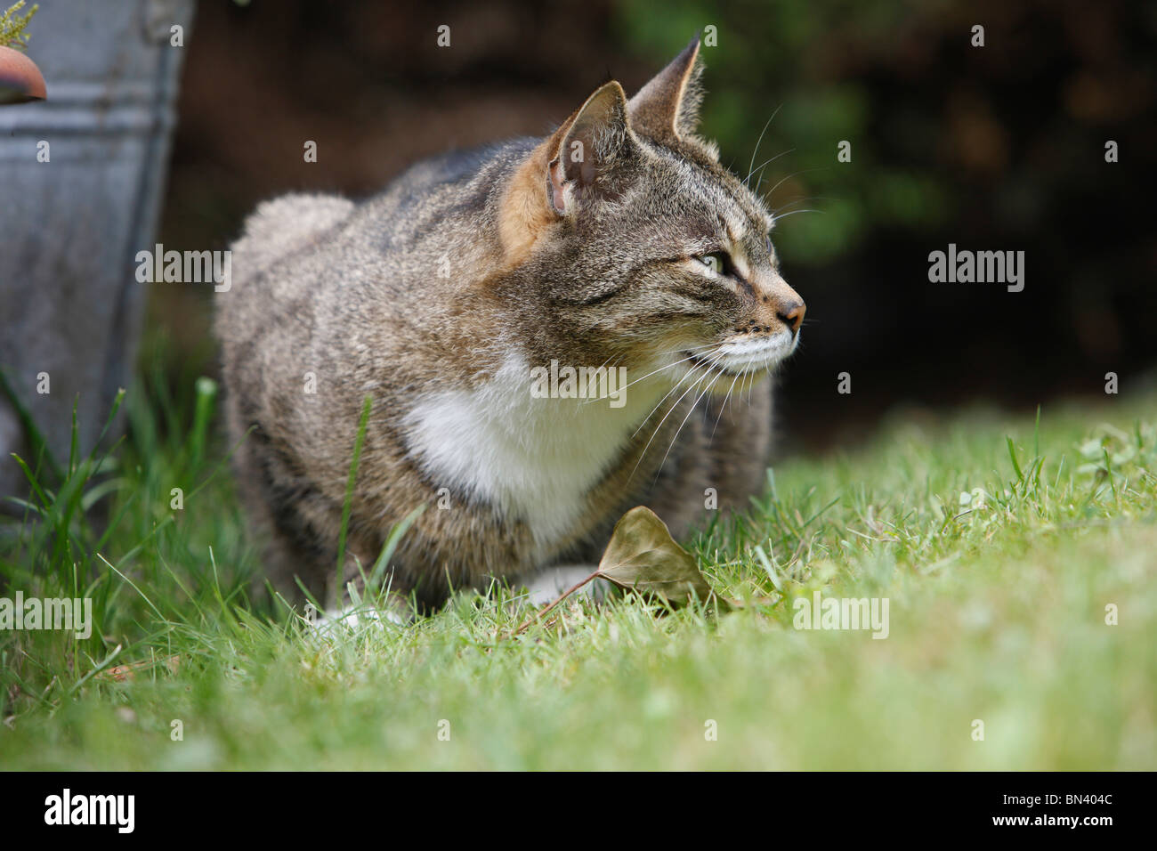 domestic cat, house cat (Felis silvestris f. catus), 8 weeks old male lying on lawn, Germany Stock Photo
