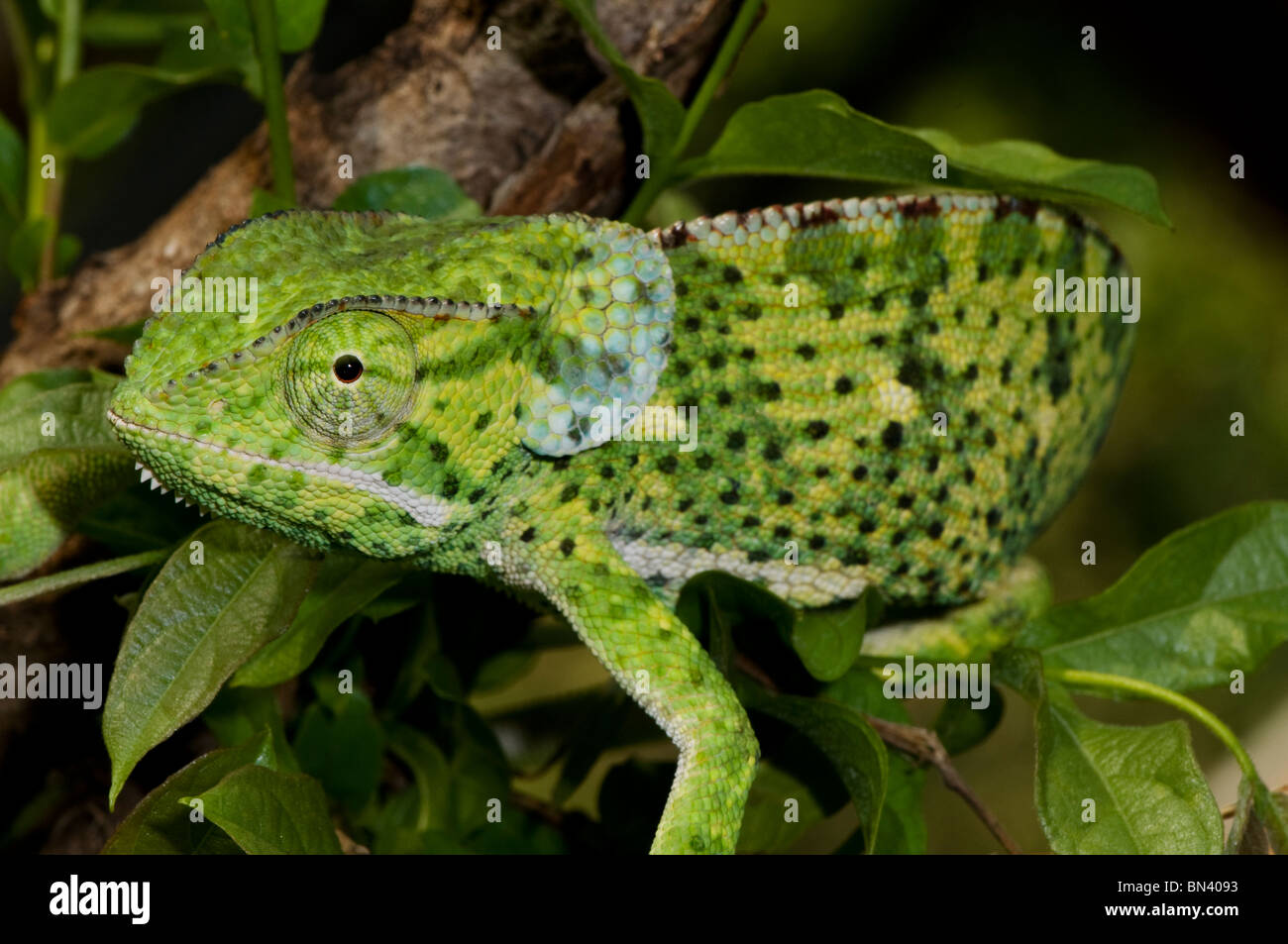 Close up of Flap-necked Chameleon, Chameleo delepis Stock Photo