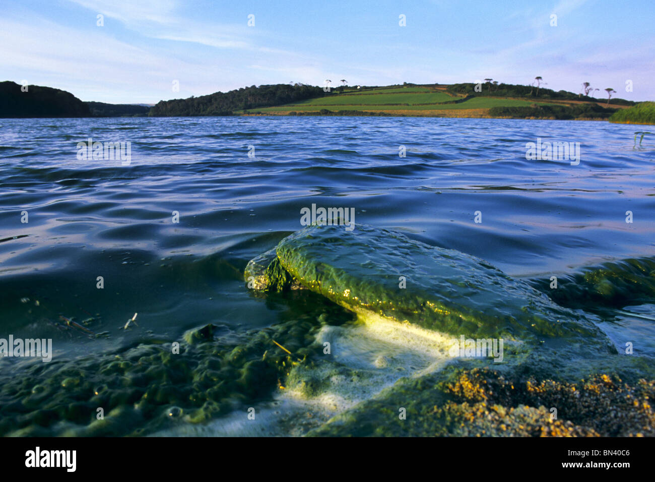 Blue green algae; Loe Pool; Cornwall Stock Photo