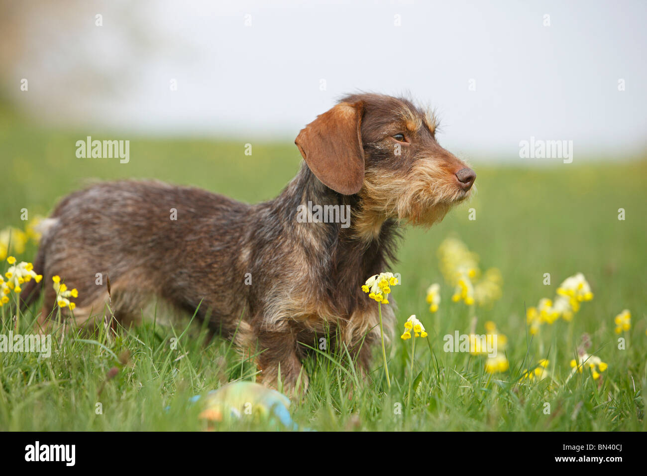 Wire-haired Dachshund, Wire-haired sausage dog, domestic dog (Canis lupus f. familiaris), 1 year old bitch standing in a flower Stock Photo