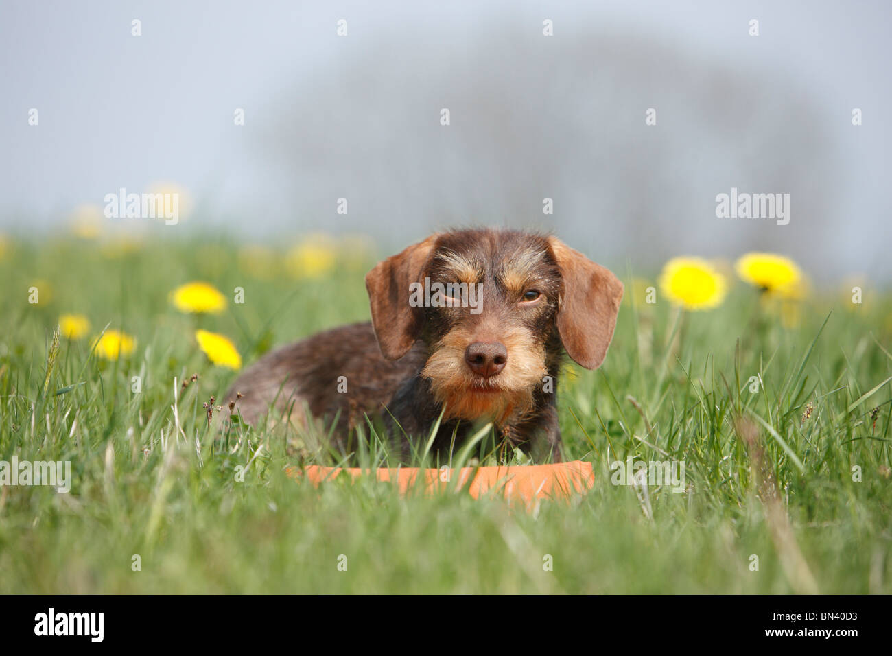 Wire-haired Dachshund, Wire-haired sausage dog, domestic dog (Canis lupus f. familiaris), 1 year old bitch lying in a meadow wi Stock Photo