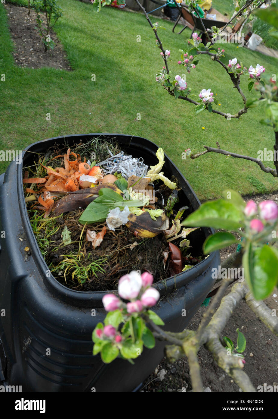 Compost bin in a garden with kitchen waste, beside apple blossom Stock