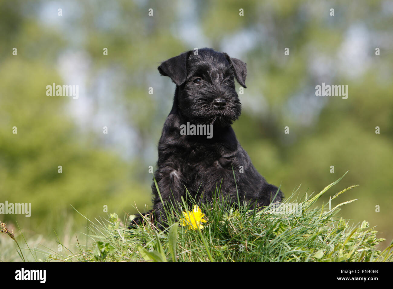 Miniature Schnauzer (Canis lupus f. familiaris), puppy sitting in gras, Germany Stock Photo