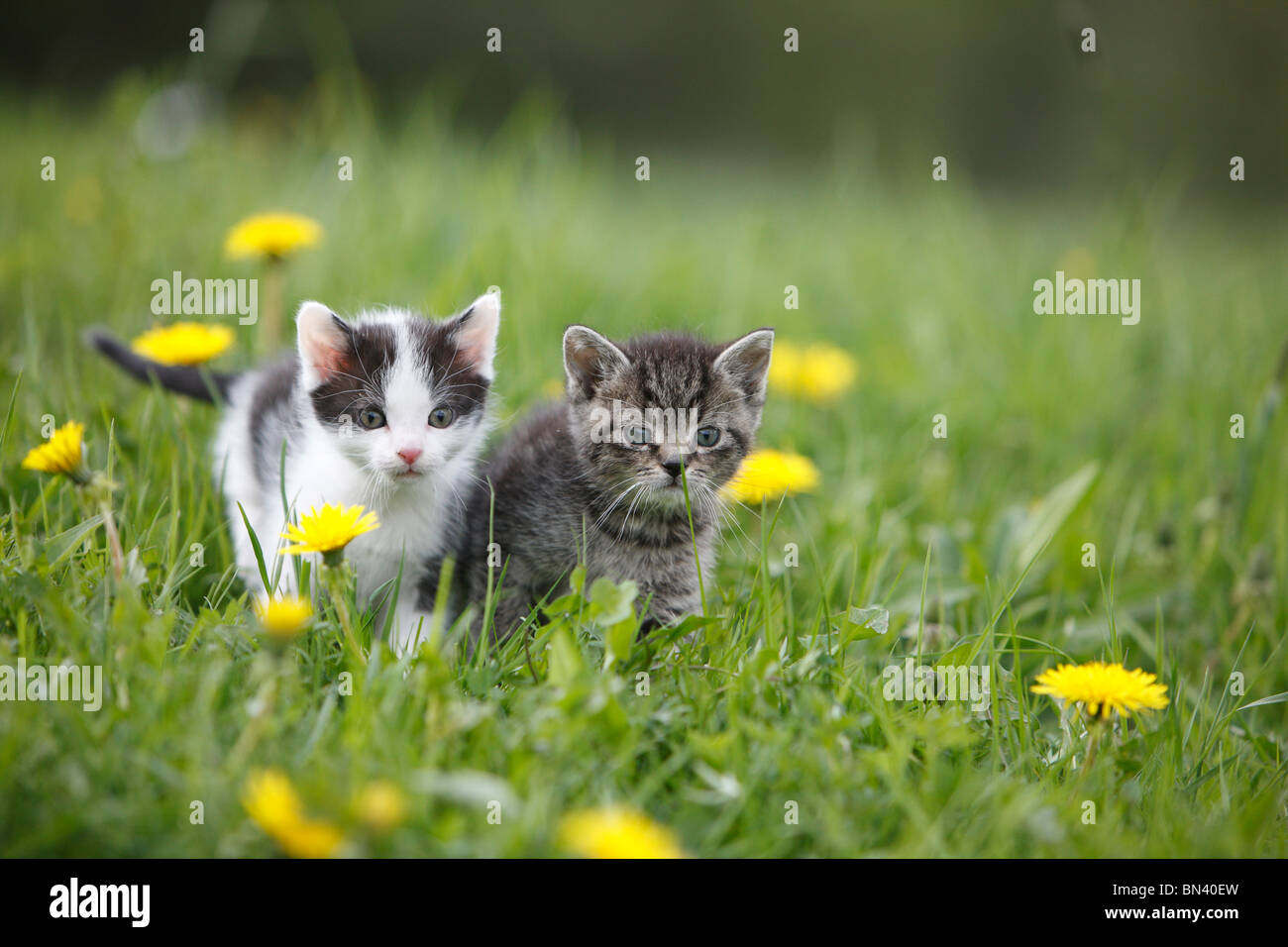 domestic cat, house cat (Felis silvestris f. catus), two 5 weeks old kittens standing side by side in a dandelion meadow, Germa Stock Photo