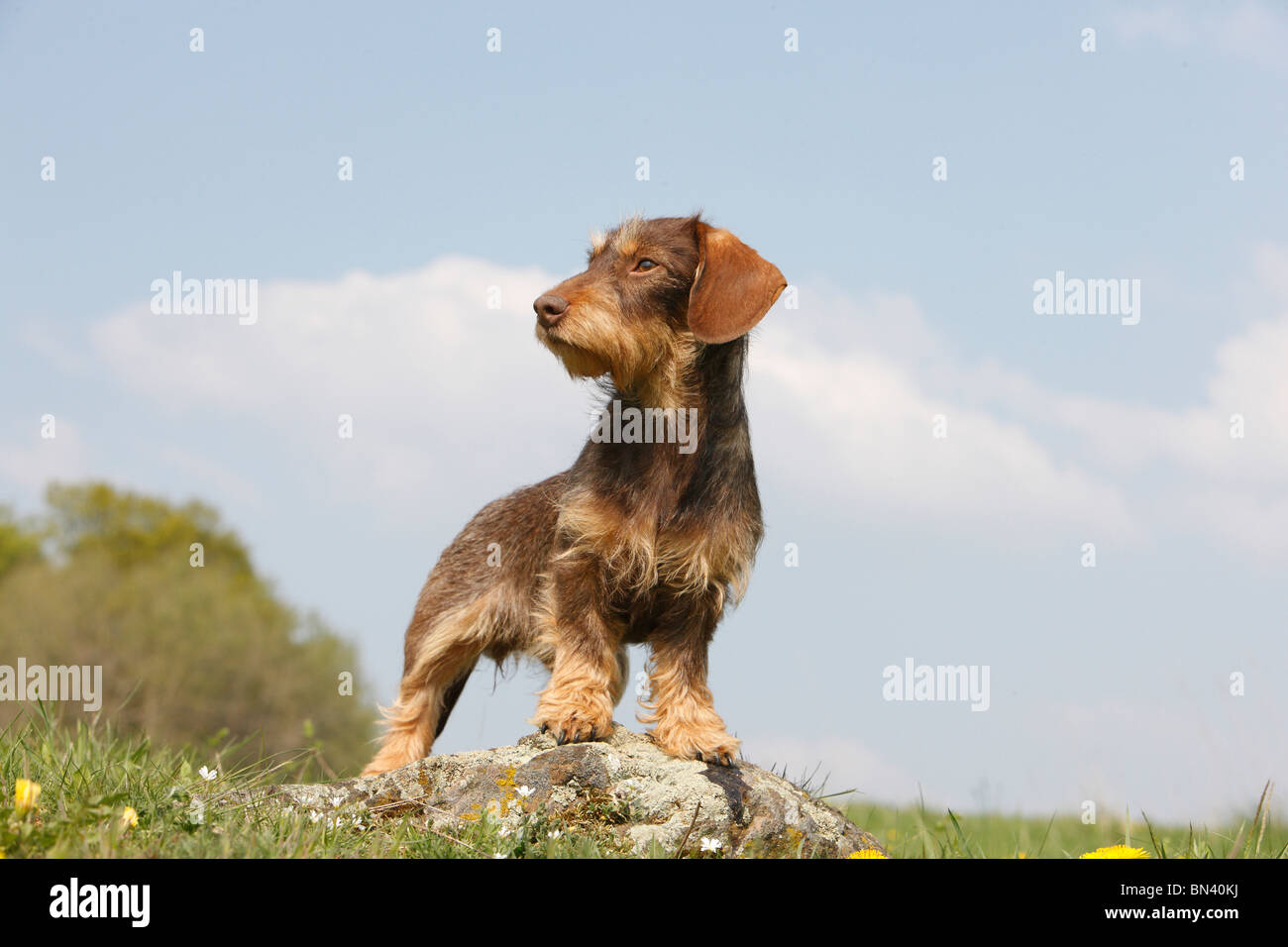 Wire-haired Dachshund, Wire-haired sausage dog, domestic dog (Canis lupus f. familiaris), 1 year old female standing on a rock Stock Photo