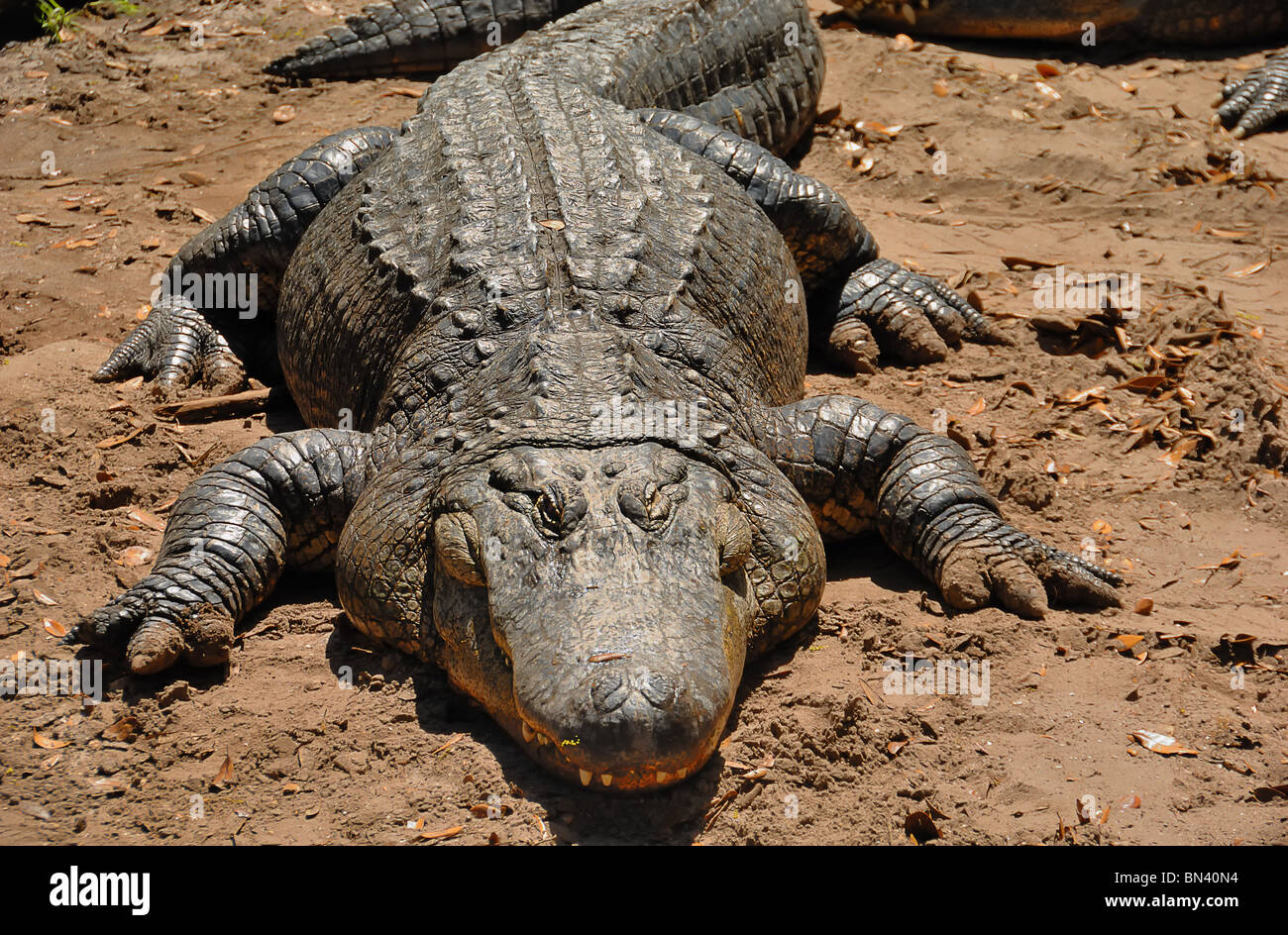 American alligators (Alligator mississippiensis) inhabit the southeastern United States. Stock Photo