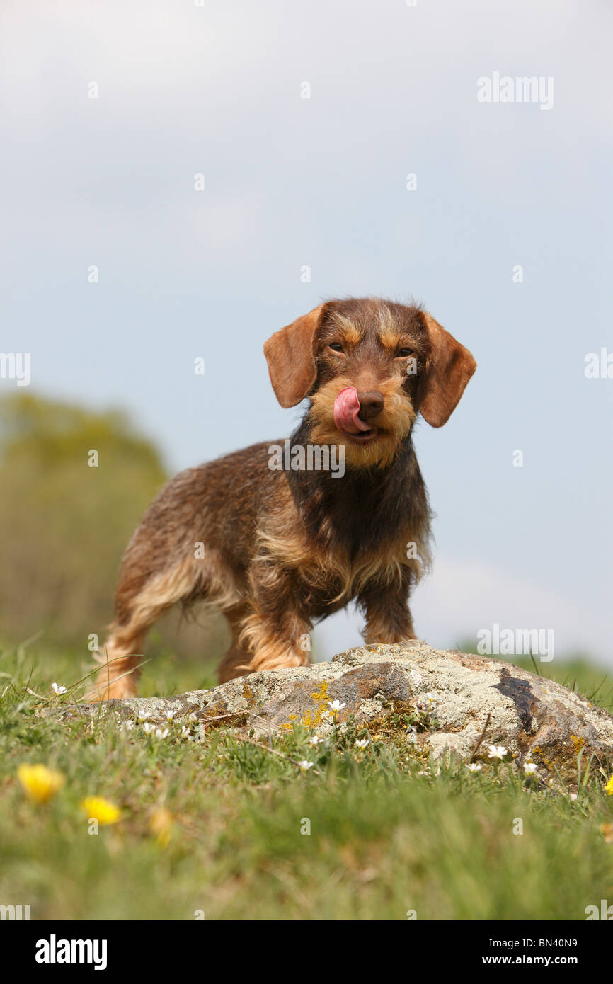 Wire-haired Dachshund, Wire-haired sausage dog, domestic dog (Canis lupus f. familiaris), 1 year old bitch standing on a rock l Stock Photo