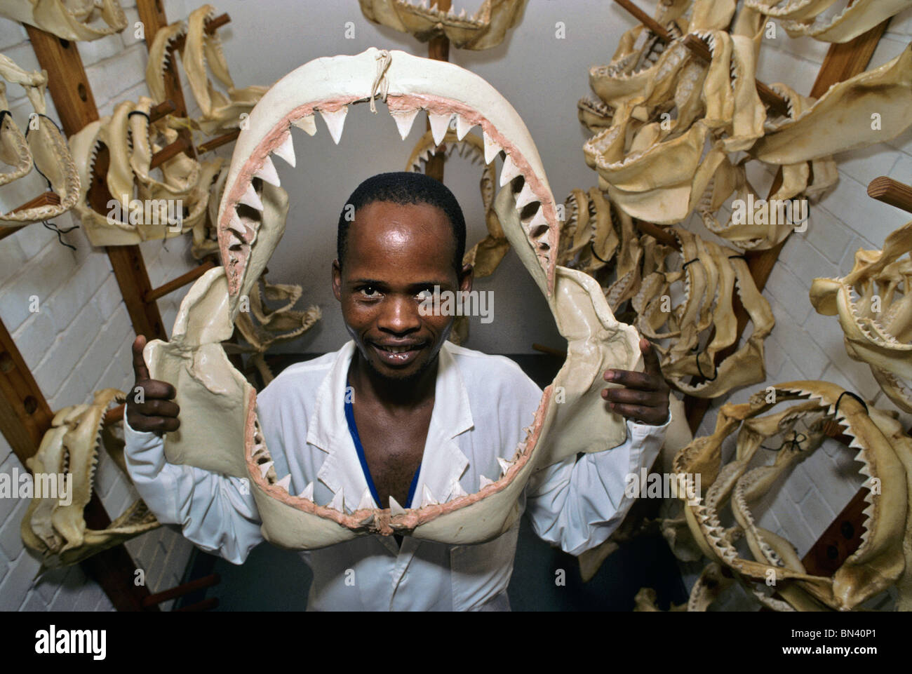 Curator holding teeth of 6 meter Great White Shark (Carcharodon carcharias) for size comparison Stock Photo