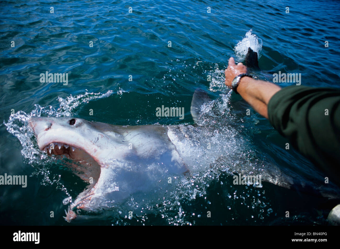 'Tickling up' Great White Shark (Carcharodon carcharias) Stock Photo