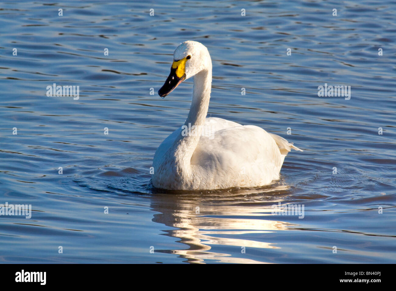 Bewicks swan in gloucestershire after completing autumn migration to Slimbridge Stock Photo