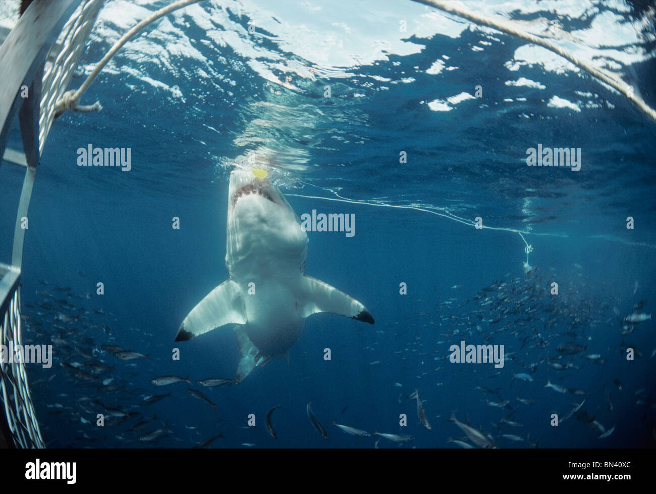 great-white-shark-carcharodon-carcharias-attacking-tuna-bait