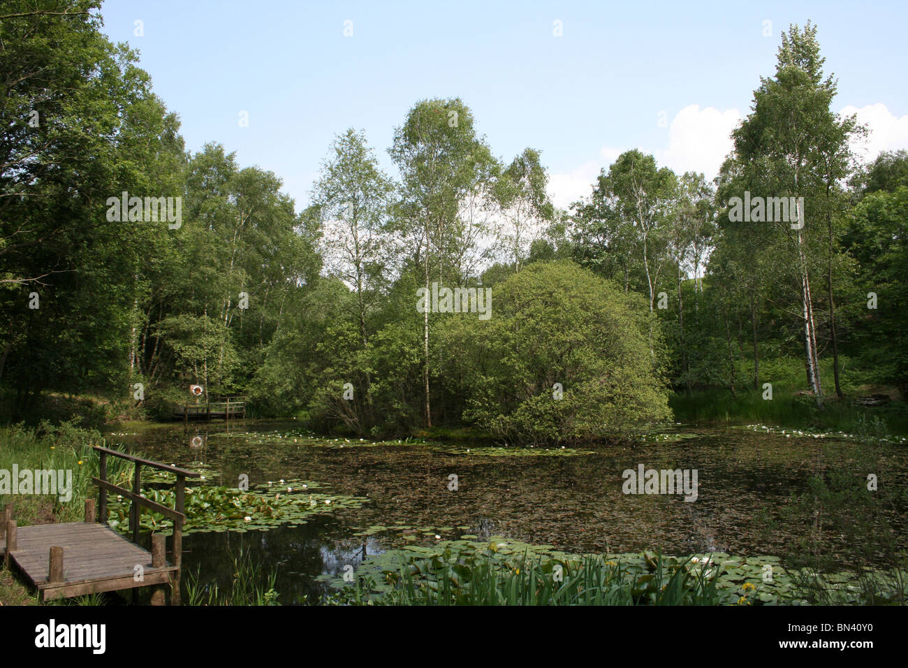 Pond In Summer Taken in the Rusland Valley, Cumbria, UK Stock Photo