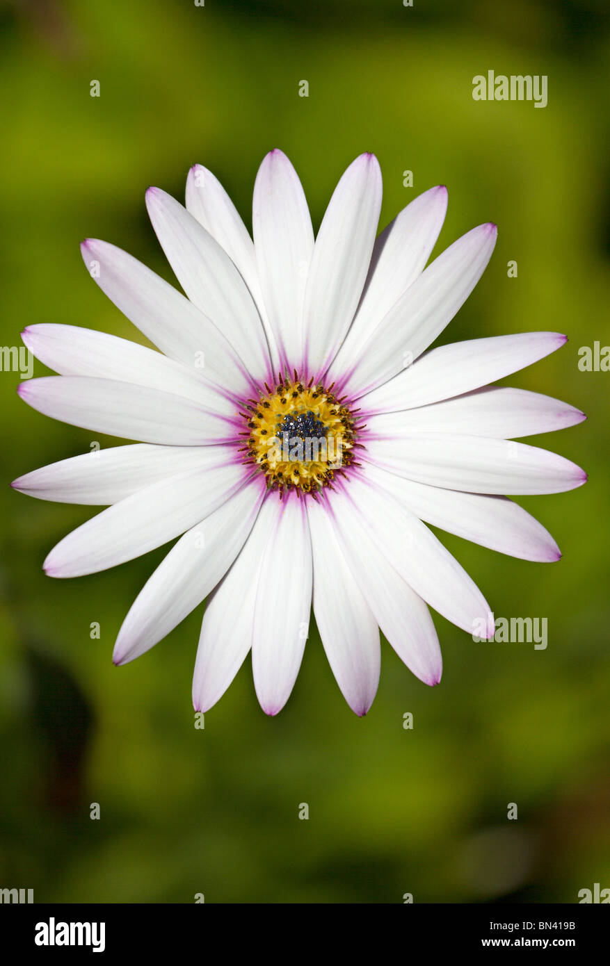 Single White Osteospermum flower with lilac tinged petals Stock Photo