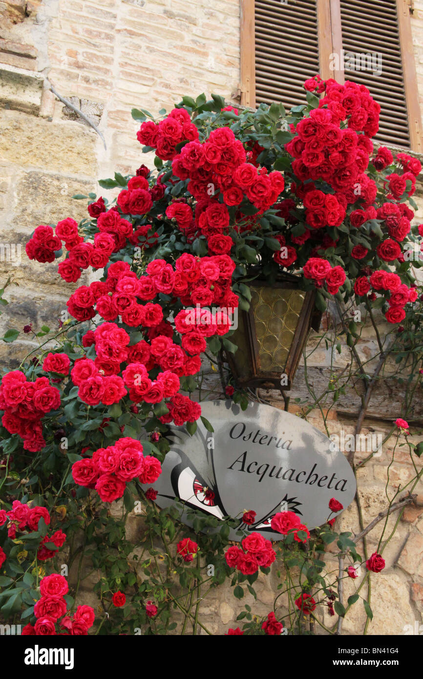 Red roses and street lamp, Montepulciano, Tuscany, Italy Stock Photo