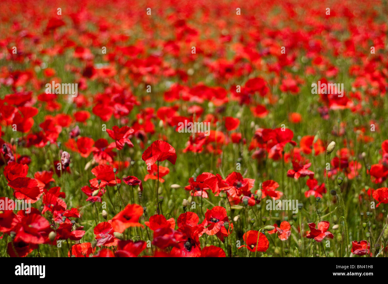 Field of Common Poppies in flower in the Cotswolds Stock Photo
