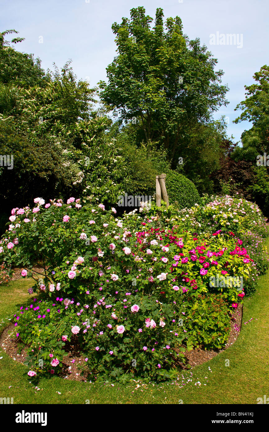 Summer Rose bed Stock Photo Alamy