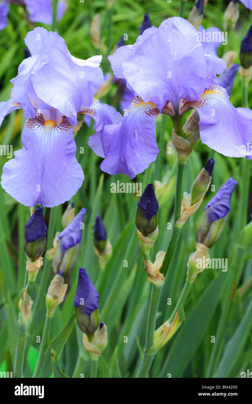 Blue iris flowers close up Stock Photo