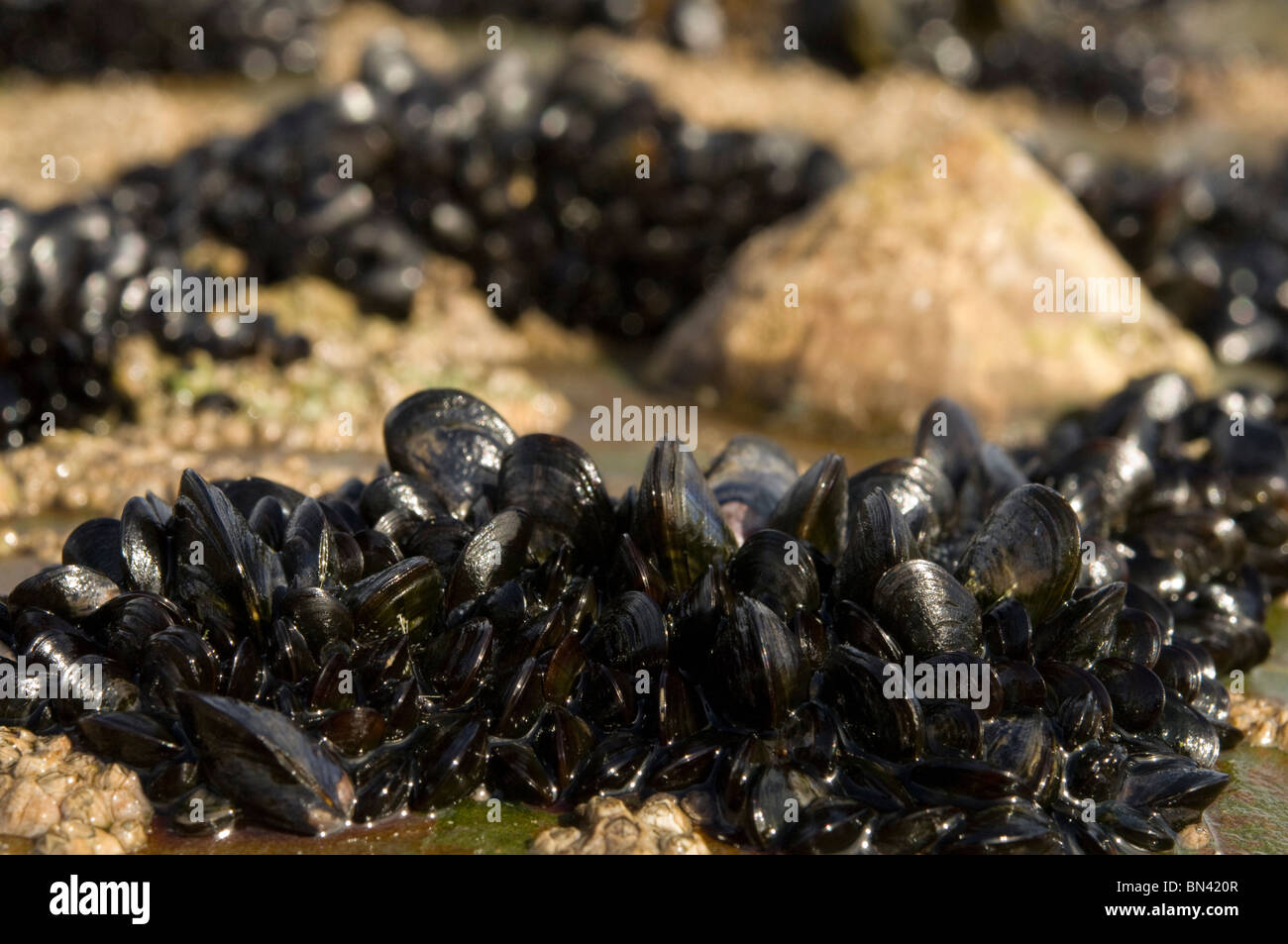 Mussels, Mytilus edulis, intertidal, Broad Haven, Pembrokeshire, Wales, UK, Europe Stock Photo