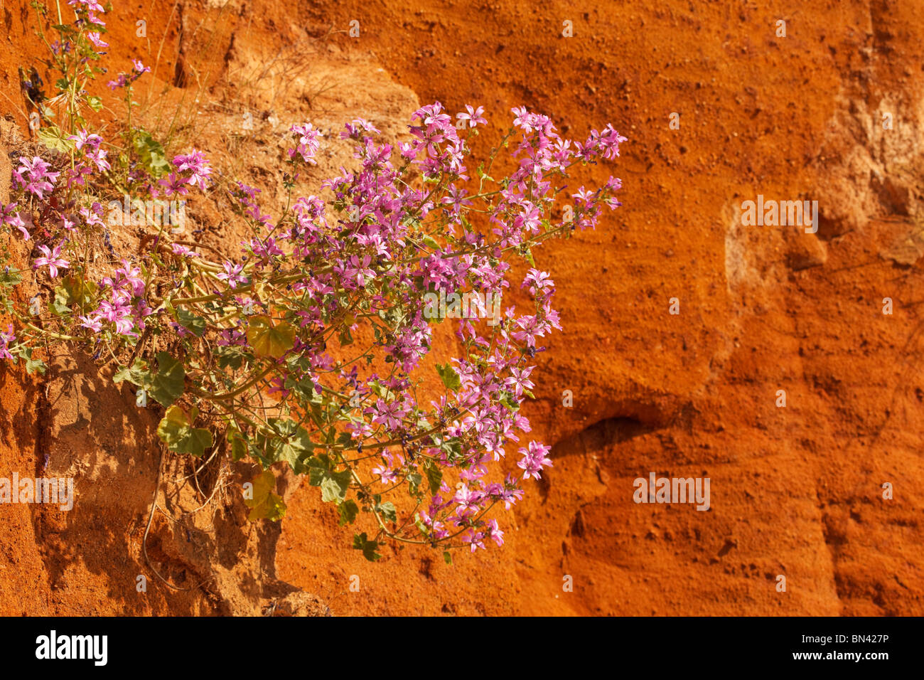 Mallow plant growing on the red chalk cliffs at Hunstanton, Norfolk Stock Photo