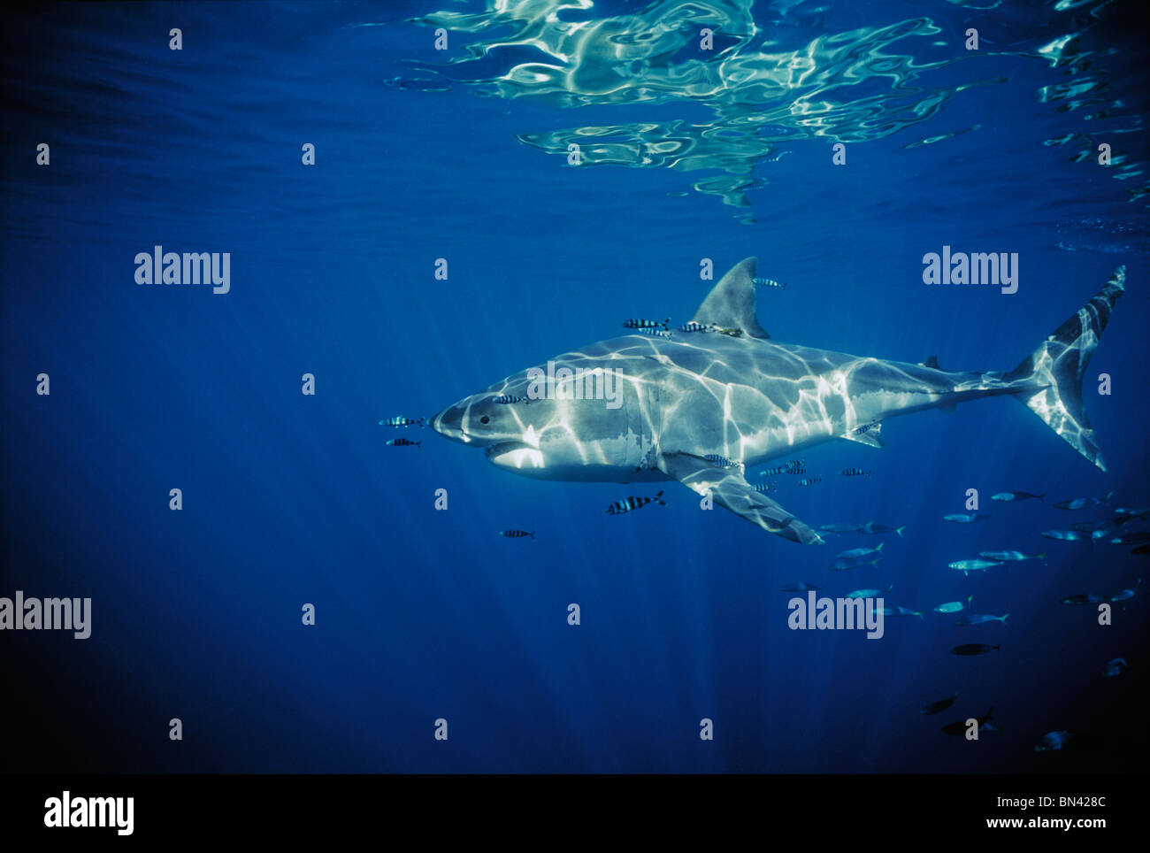 Great White Shark swimming with symbiotic Pilot Fish  and schooling Mackerel Scad Stock Photo