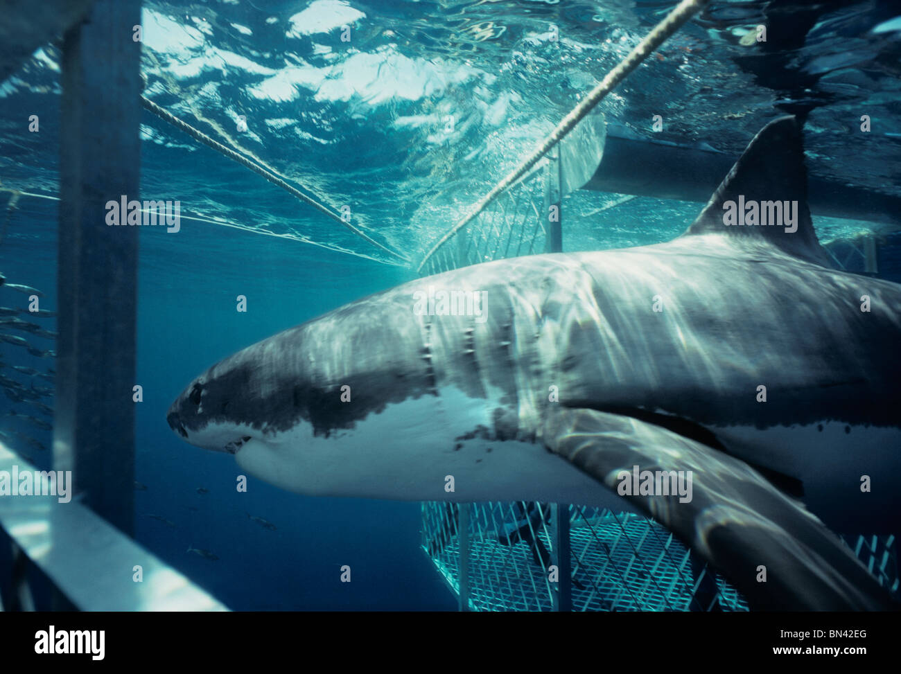 Mackerel Swimming Stock Photos & Mackerel Swimming Stock Images Alamy