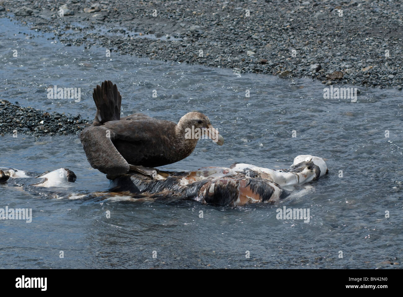 Southern Giant Petrel, Macronectes giganteus, scavenging on carrion, South Georgia Stock Photo