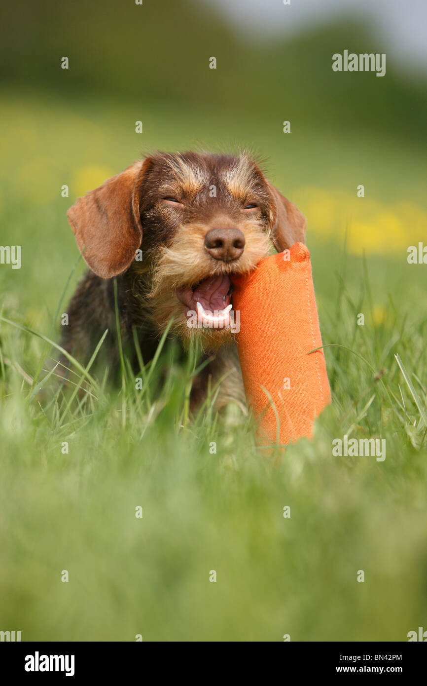Wire-haired Dachshund, Wire-haired sausage dog, domestic dog (Canis lupus f. familiaris), 1 year old bitch retrieving a dummy, Stock Photo