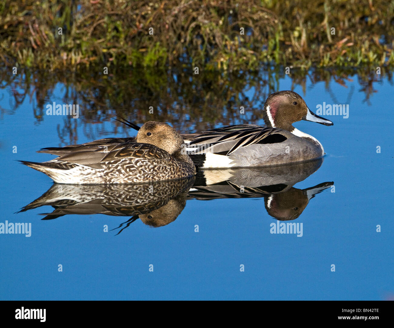 pintail, hen and drake, duck Stock Photo Alamy